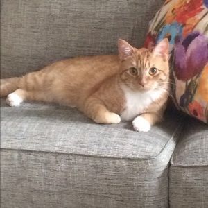 Meet your Posher, Drake